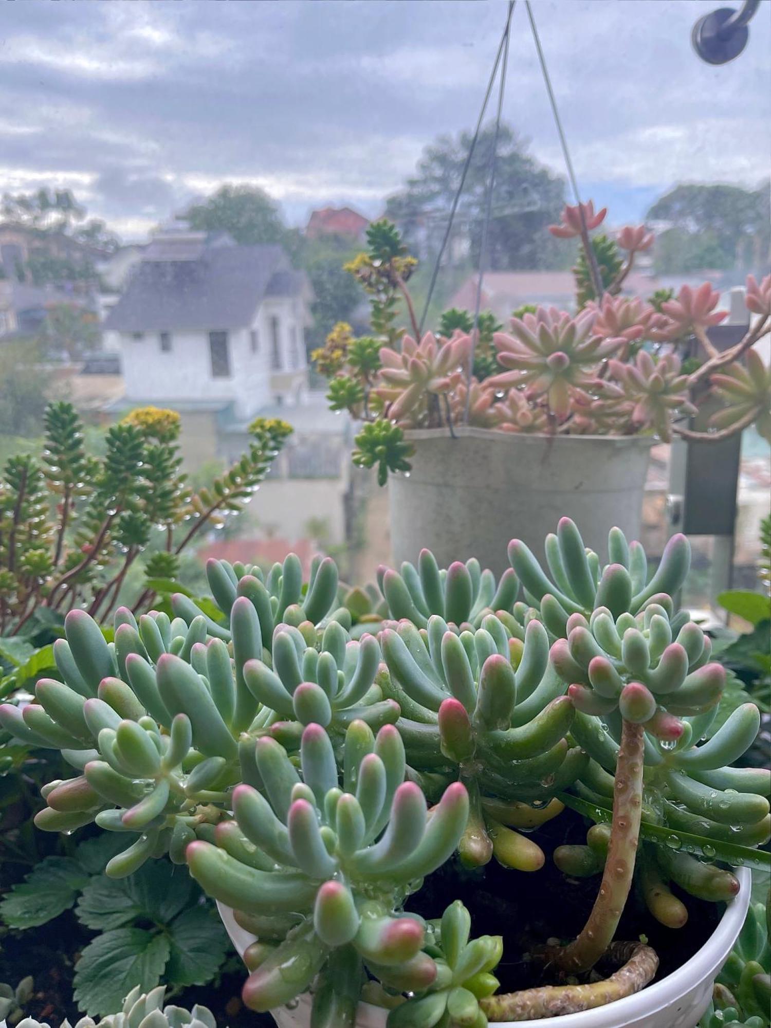 Selena Dalat Homestay Экстерьер фото
